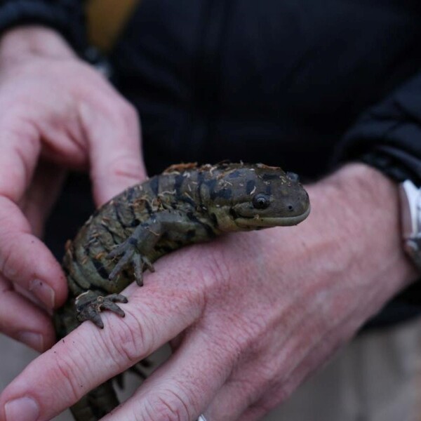 Salamander Migration & Vernal Pool Exploration Pop-Up Program