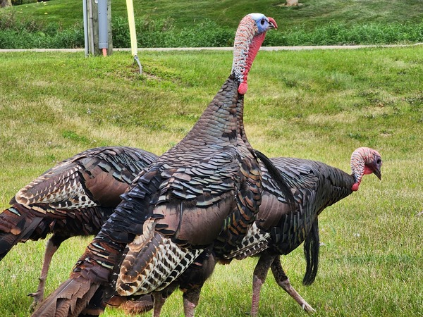 DNR: Help Track Michigan's Next Generation Of Wild Turkeys