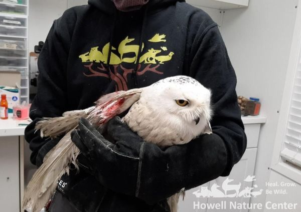 Snowy Owl Rescued By Howell Nature Center Staff