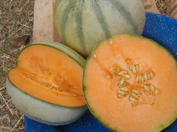 Howell's 65th Annual Melon Festival This Weekend