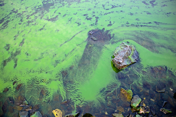 Great Lakes Department Official: Watch Out for Algal Blooms