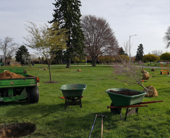 Village Of Milford Awarded Grant Funds To Plant Trees