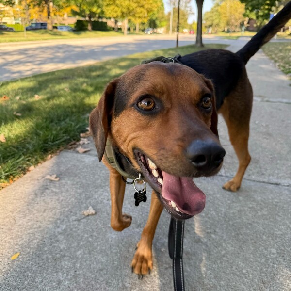 Derby De Mayo Pawty at Bark Bark Adventure Park in Wixom