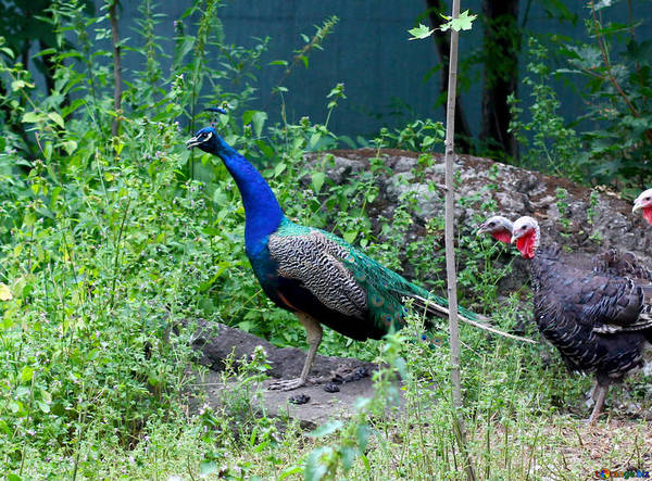 Marion Township Resident To Be Allowed To Keep Peacocks