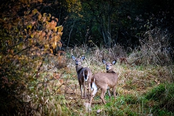 DNR Publishes Open Letter to Michigan Deer Hunters