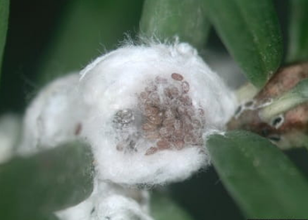 Invasive Hemlock Woolly Adelgid Found In Western Antrim County