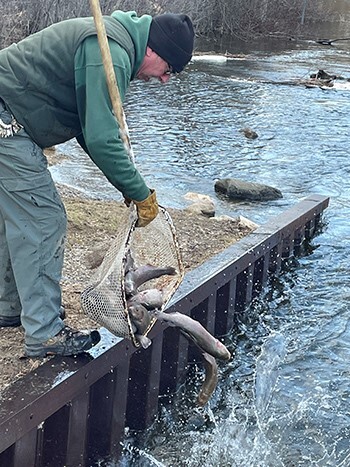 DNR Stocks Trout In Huron River & Spring Mill Pond