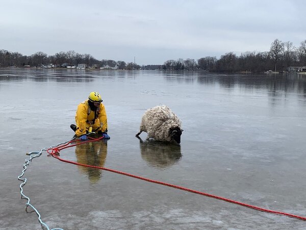 Brighton Firefighters Rescue Sheep On Thin Ice