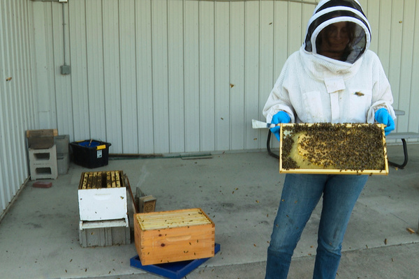 Former K-9 Maple "Busy As A Bee" Sniffing Out Threats To MSU Colonies