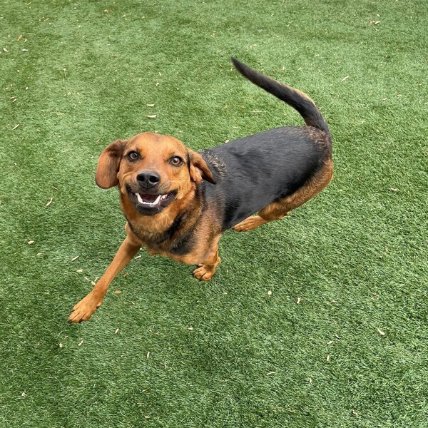 Derby De Mayo Pawty at Bark Bark Adventure Park in Wixom