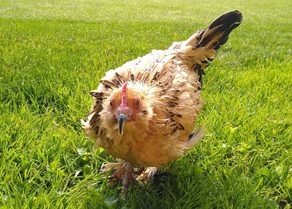 Peanut, The World's Oldest Chicken From Chelsea, Dies At 21