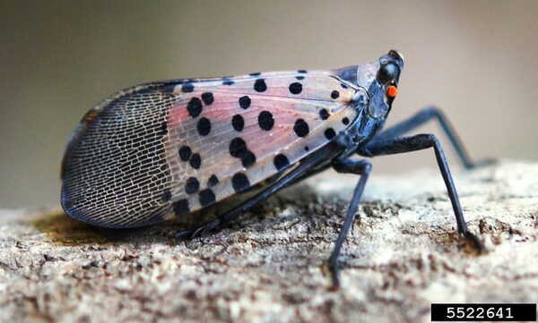 What to Do If You See a Spotted Lanternfly