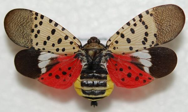 Invasive Spotted Lanternfly: See it. Squish it. Report it.