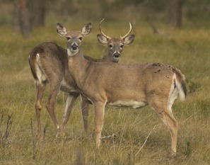 Local Hunters Encouraged To Report Deer Harvest Online