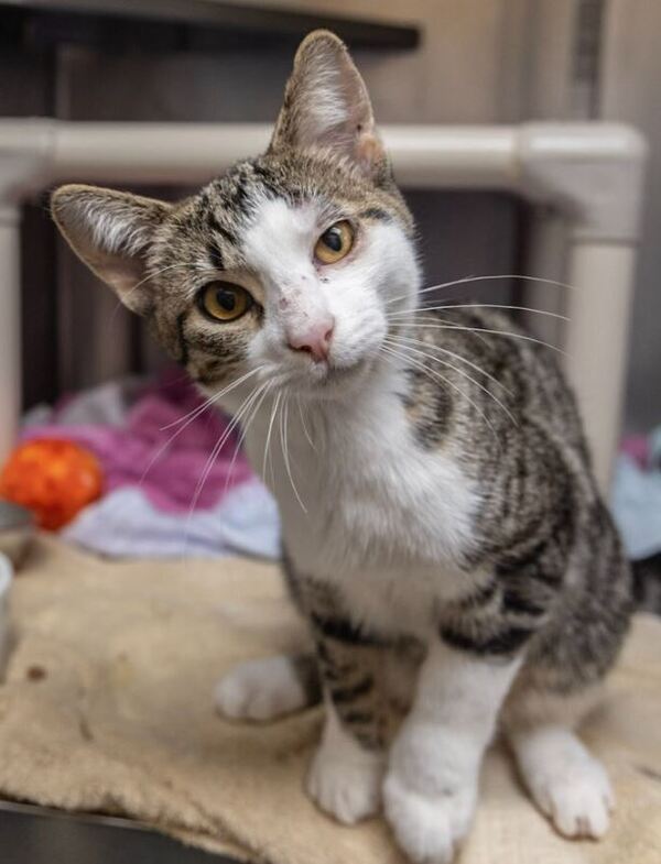 Charges Filed In Kitten Shooting Case