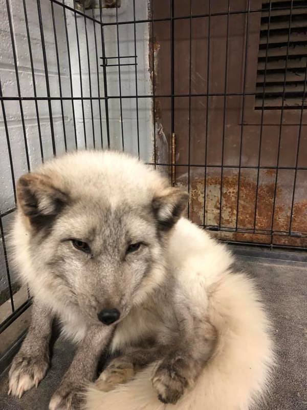 Injured Arctic Fox Found In South Lyon