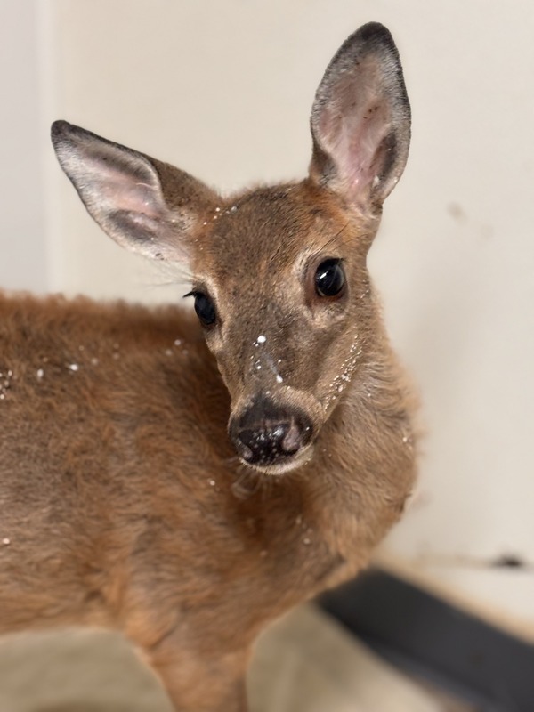 'Peanut' Relocated to Howell Nature Center Thanks to Efforts by State Rep. Woolford