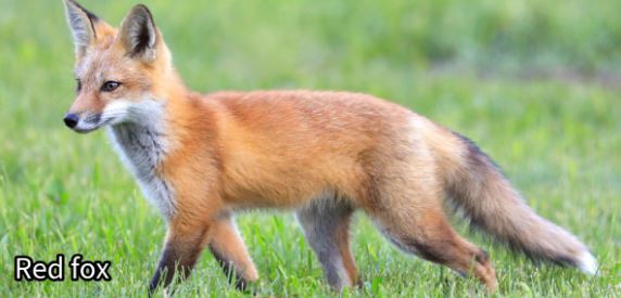 DNR: Report Sightings Of Michigan's Elusive Gray Fox