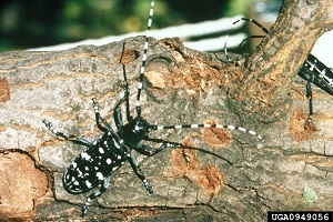 Check Trees In August For Signs Of Asian Longhorned Beetle