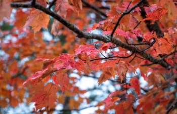 DNR Shares Ways To Deal With Fall Leaves On The Lawn