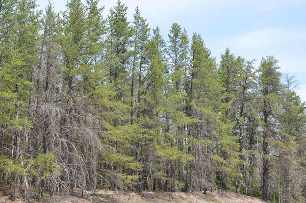 Volunteers Sought For Jack Pine Seed Harvest In Brighton