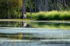 Several Michigan Counties Report First Cases of EHD in Deer This Year