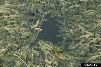 Michigan Environmentalists Detect Invasive "Hydrilla" Plant