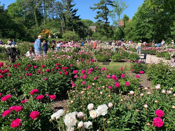 Thousands Making Annual Peony Pilgrimage To U Of M’s Garden