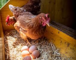 Council Adopts Ordinance Permitting Chickens In City Of Brighton