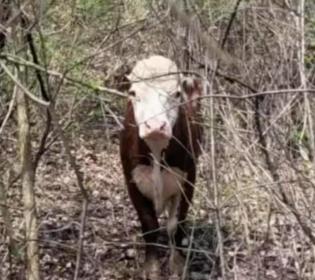 "Lester The Steer" Captured On I-75