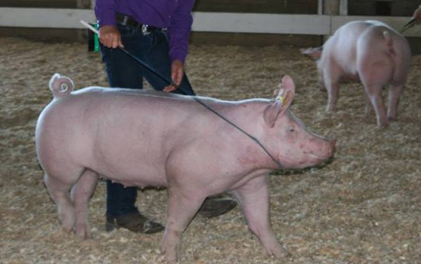 Health Officials Confirm Swine Flu At Fowlerville Fair