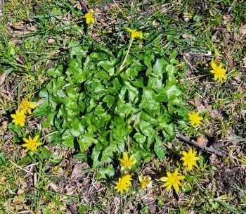 MDNR: Be On The Lookout For New Invasive Plant