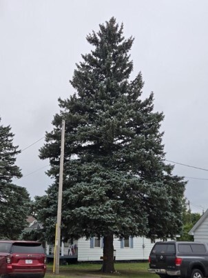 Iron Mountain Spruce Becomes State Of Michigan's 40th Christmas Tree