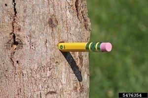 Check Trees In August For Signs Of Asian Longhorned Beetle