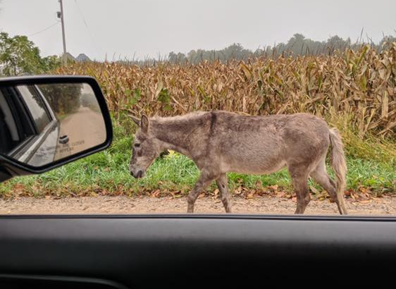 Lost Donkey Reunited With Owner