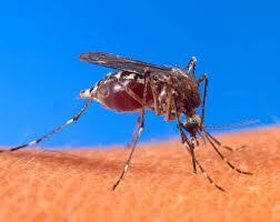 First Cases Of West Nile Virus Surface For 2021