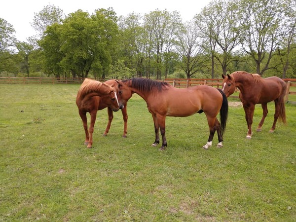 Horses' Haven Holding Open House And Fundraiser