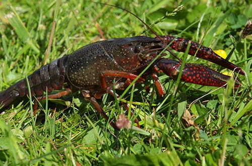 MDNR Continuing Fight Against Invasive Species