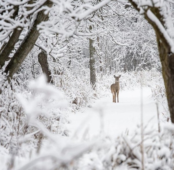 Deer Cull To Close Kensington Metropark Early On Thursday