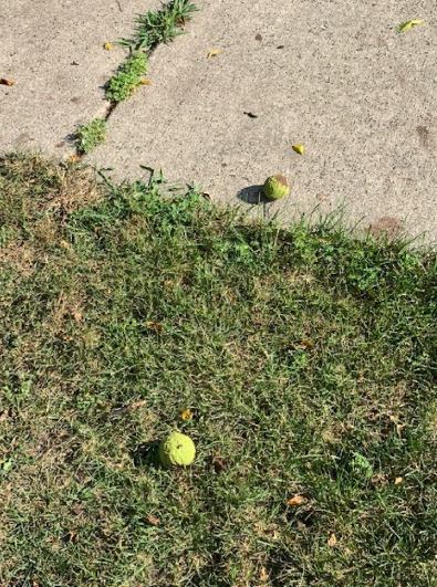 Hazardous Black Walnut Trees Coming Down In Howell