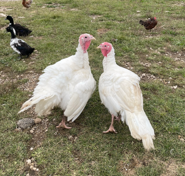 Whitmer Announces Winning Name Of Turkey To Be Pardoned