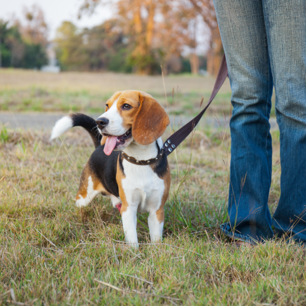 MetroBarks: Paws, Pose & Play Days