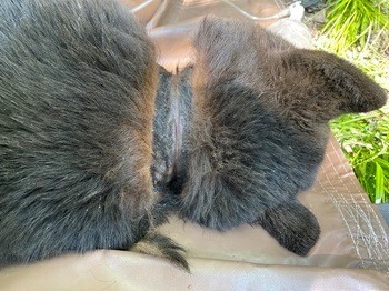 DNR Biologists Remove Lid Stuck On Bear’s Neck For Two Years