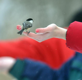 Chickadee Chow Down At Kensington Metropark