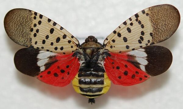 Metroparks Receives Grant Funding To Combat Spotted Lanternfly