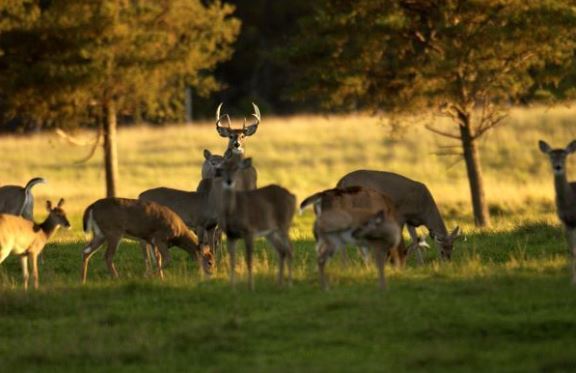 DNR Reports Genesee County’s First CWD-Positive Wild Deer