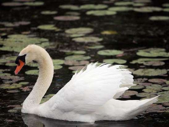 Genoa Township Board Approves Resolution For Mute Swan Control