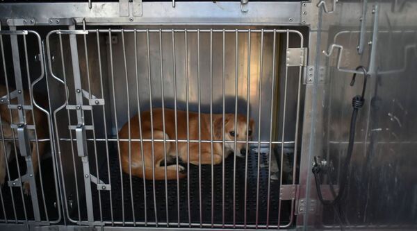 Shelter Overcrowding Prompts Emergency Pop-Up Dog Adoption Event