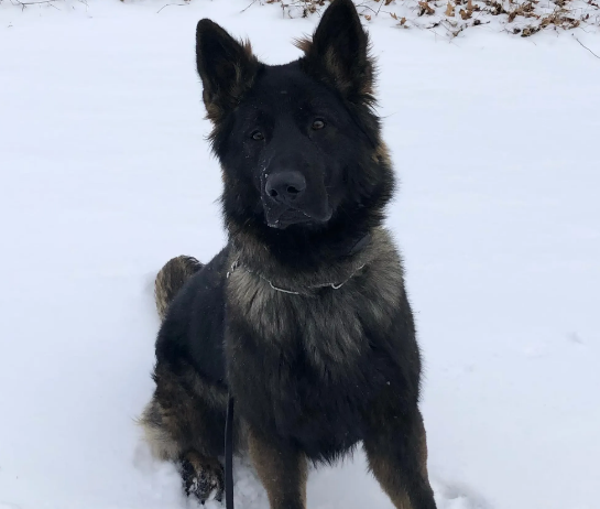 MSP Police Dog Praised for Locating Missing Crash Victim