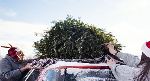 AAA Safety Alert: Secure Your Christmas Tree Before Driving It Home